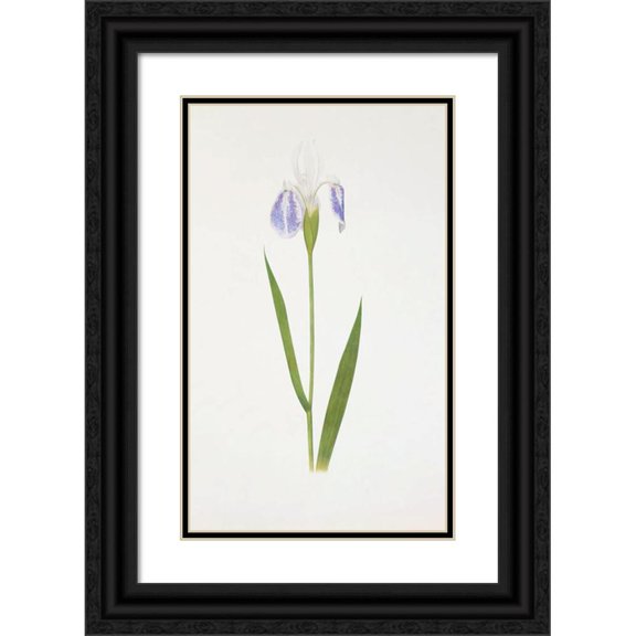 William Rickatson Dykes 16x24 Black Ornate Framed Double Matted Museum Art Print Titled: Iris Laevigata Was. Albopurpurea (1913)