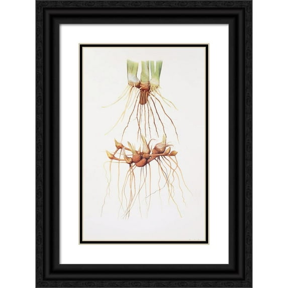 William Rickatson Dykes 17x24 Black Ornate Framed Double Matted Museum Art Print Titled: Rhizomes of a Pogoniris and of a Regelia Iris (1913)