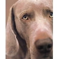 thumbnail image 1 of Pre-Owned William Wegman Polaroids (Hardcover) 0810934809 9780810934801, 1 of 1