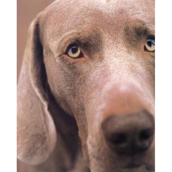 Pre-Owned William Wegman Polaroids (Hardcover) 0810934809 9780810934801