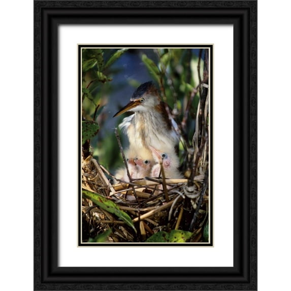 Williams, Joanne 11x14 Black Ornate Wood Framed with Double Matting Museum Art Print Titled - Florida Least bittern parent with chicks in nest