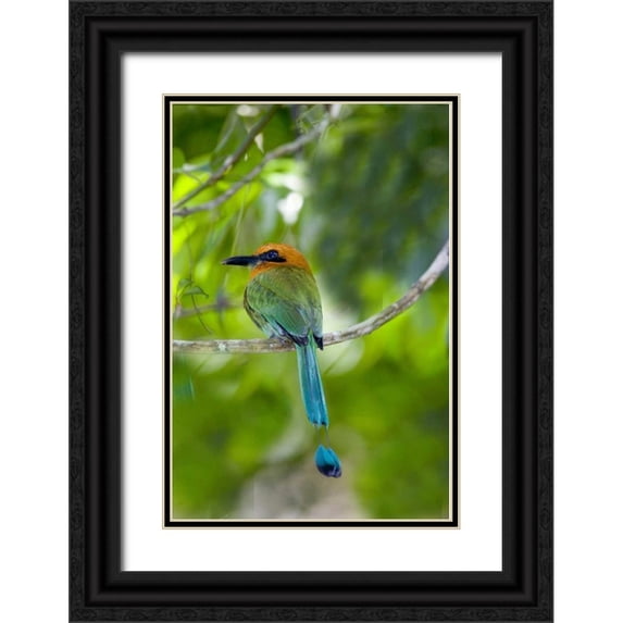 Williams, Joanne 11x14 Black Ornate Wood Framed with Double Matting Museum Art Print Titled - Panama, Panama Canal Zone Rufous mot mot on limb