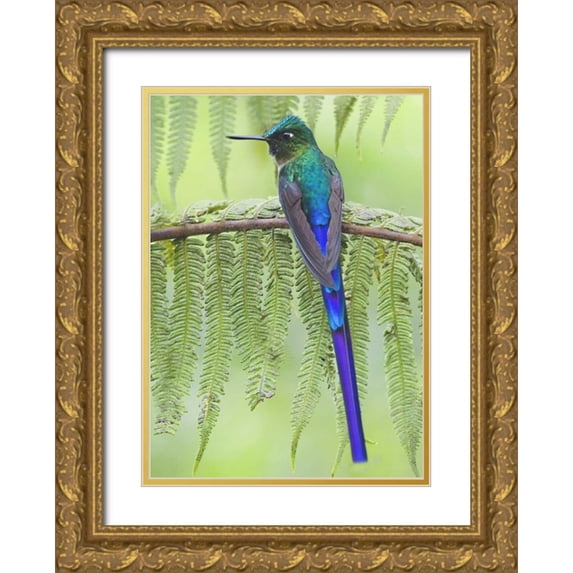 Williams, Joanne 11x14 Gold Ornate Wood Framed with Double Matting Museum Art Print Titled - Ecuador Violet-tailed sylph on fern branch