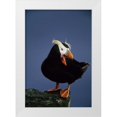 thumbnail image 1 of Williams, Joanne 11x14 White Modern Wood Framed Museum Art Print Titled - AK, Pribilof Islands Lone puffin on rock ledge, 1 of 4