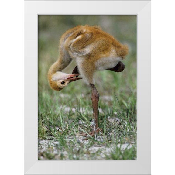 Williams, Joanne 11x14 White Modern Wood Framed Museum Art Print Titled - FL, Sandhill crane chick preening feathers