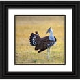 thumbnail image 1 of Williams, Joanne 12x12 Black Ornate Wood Framed with Double Matting Museum Art Print Titled - Kenya Kori bustard bird standing in a field, 1 of 4