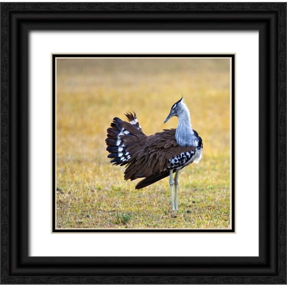 Williams, Joanne 12x12 Black Ornate Wood Framed with Double Matting Museum Art Print Titled - Kenya Kori bustard bird standing in a field
