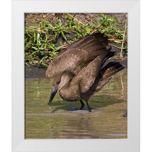 Williams, Joanne 12x14 White Modern Wood Framed Museum Art Print Titled - Kenya Hamerkop bird bathes in stream