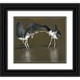 thumbnail image 1 of Williams, Joanne 13x12 Black Ornate Wood Framed with Double Matting Museum Art Print Titled - Kenya Marabou storks with nesting material, 1 of 4