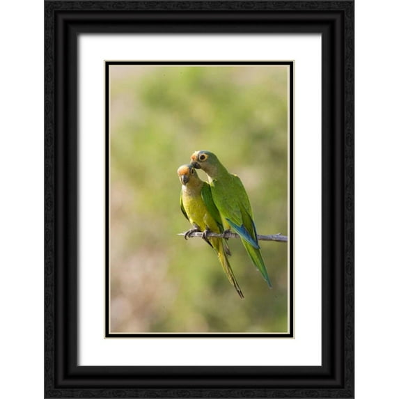 Williams, Joanne 13x18 Black Ornate Wood Framed with Double Matting Museum Art Print Titled - Brazil, Pantanal Peach-fronted parakeets on limb