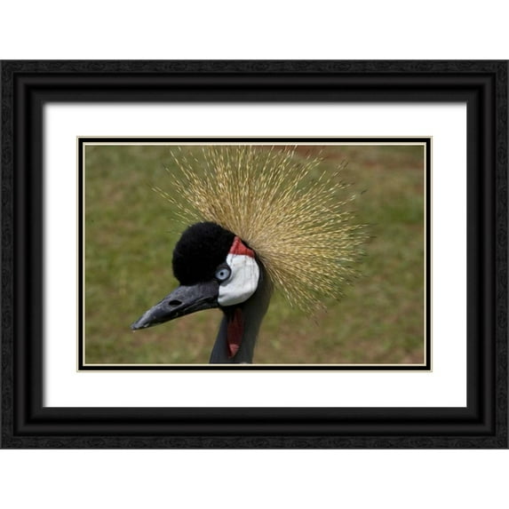 Williams, Joanne 14x10 Black Ornate Wood Framed with Double Matting Museum Art Print Titled - Kenya, Masai Mara Crowned crane portrait