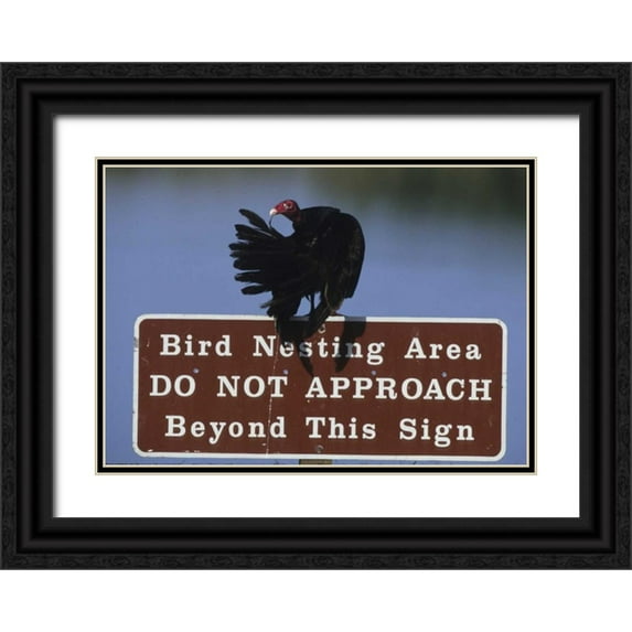 Williams, Joanne 14x11 Black Ornate Wood Framed with Double Matting Museum Art Print Titled - FL, Turkey vulture preens its feathers