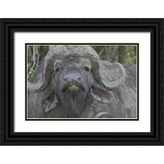Williams, Joanne 14x11 Black Ornate Wood Framed with Double Matting Museum Art Print Titled - Kenya Frontal view of Cape buffalo
