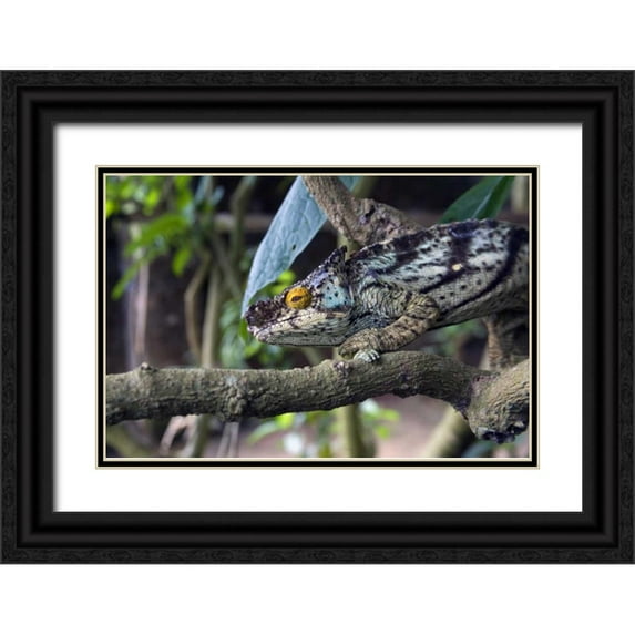 Williams, Joanne 14x11 Black Ornate Wood Framed with Double Matting Museum Art Print Titled - Madagascar Chameleon crawls on tree limb