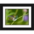 thumbnail image 1 of Williams, Joanne 14x11 Black Ornate Wood Framed with Double Matting Museum Art Print Titled - Panama Snowy-bellied hummingbird on limb, 1 of 4