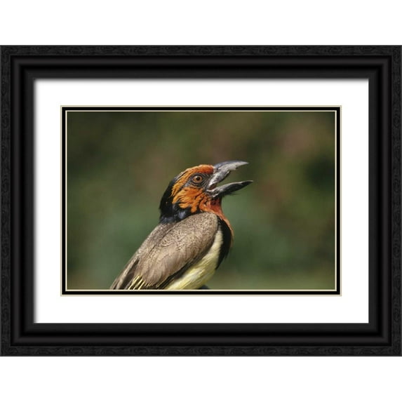 Williams, Joanne 14x11 Black Ornate Wood Framed with Double Matting Museum Art Print Titled - Zimbabwe Close-up of black-collared barbet