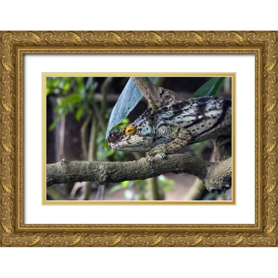 Williams, Joanne 14x11 Gold Ornate Wood Framed with Double Matting Museum Art Print Titled - Madagascar Chameleon crawls on tree limb