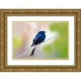thumbnail image 1 of Williams, Joanne 14x11 Gold Ornate Wood Framed with Double Matting Museum Art Print Titled - Madagascar Crested drongo perched on limb, 1 of 4