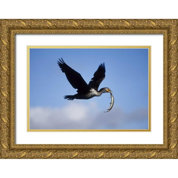Williams, Joanne 14x11 Gold Ornate Wood Framed with Double Matting Museum Art Print Titled - USA, Florida Cormorant in flight carrying fish