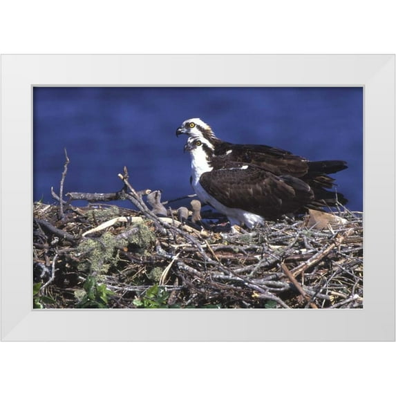 Williams, Joanne 14x11 White Modern Wood Framed Museum Art Print Titled - FL, Blue Cypress Lake, Osprey and chicks in nest