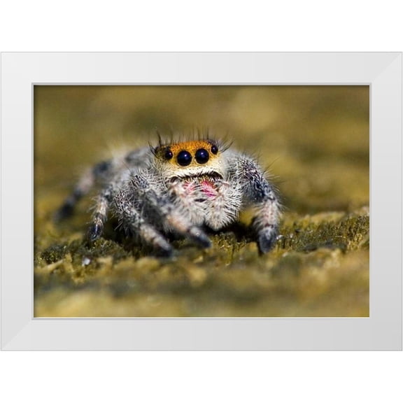 Williams, Joanne 14x11 White Modern Wood Framed Museum Art Print Titled - USA, Florida Close-up of jumping spider