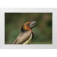 thumbnail image 1 of Williams, Joanne 14x11 White Modern Wood Framed Museum Art Print Titled - Zimbabwe Close-up of black-collared barbet, 1 of 4