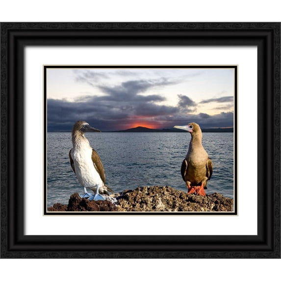 Williams, Joanne 14x12 Black Ornate Wood Framed with Double Matting Museum Art Print Titled - Blue and red-footed booby, Galapagos, Ecuador