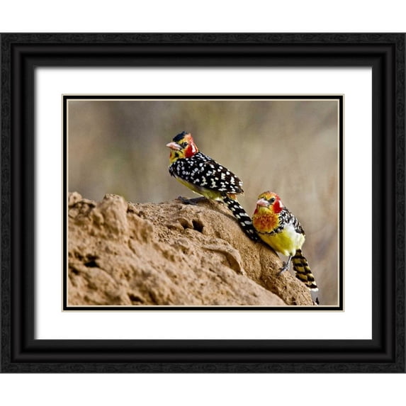 Williams, Joanne 14x12 Black Ornate Wood Framed with Double Matting Museum Art Print Titled - Kenya Red-and-yellow barbet birds on dirt