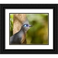 thumbnail image 1 of Williams, Joanne 14x12 Black Ornate Wood Framed with Double Matting Museum Art Print Titled - Madagascar Crested coua next to tree, 1 of 4