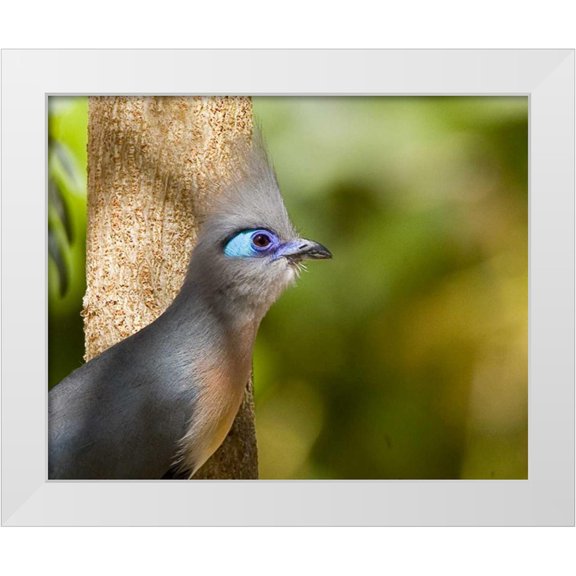 Williams, Joanne 14x12 White Modern Wood Framed Museum Art Print Titled - Madagascar Crested coua next to tree