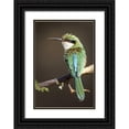 thumbnail image 1 of Williams, Joanne 14x18 Black Ornate Wood Framed with Double Matting Museum Art Print Titled - Kenya Somali bee-eater bird on limb, 1 of 4