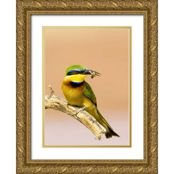 Williams, Joanne 14x18 Gold Ornate Wood Framed with Double Matting Museum Art Print Titled - Kenya Little bee-eater bird on limb with a bee