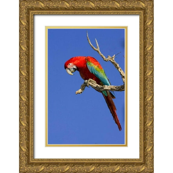 Williams, Joanne 17x24 Gold Ornate Wood Framed with Double Matting Museum Art Print Titled - Brazil, Pantanal Red and green macaw