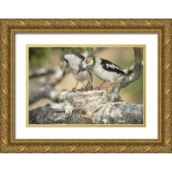 Williams, Joanne 18x13 Gold Ornate Wood Framed with Double Matting Museum Art Print Titled - Zimbabwe Helmetshrike on nest with babies