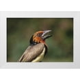thumbnail image 1 of Williams, Joanne 18x13 White Modern Wood Framed Museum Art Print Titled - Zimbabwe Close-up of black-collared barbet, 1 of 4