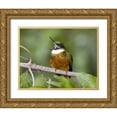 thumbnail image 1 of Williams, Joanne 18x15 Gold Ornate Wood Framed with Double Matting Museum Art Print Titled - Ecuador Rufous-tailed jacamar on branch, 1 of 4