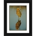 thumbnail image 1 of Williams, Joanne 18x24 Black Ornate Wood Framed with Double Matting Museum Art Print Titled - FL, Reddish egret reflects in water while hunting, 1 of 4