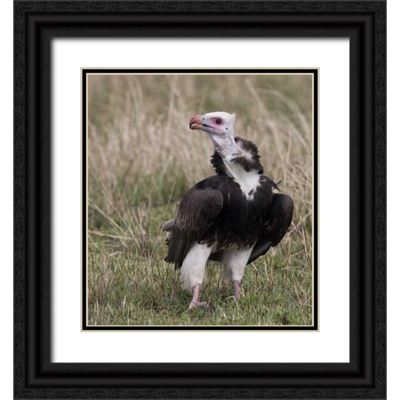 Williams, Joanne 20x22 Black Ornate Wood Framed with Double Matting Museum Art Print Titled - Kenya White-headed vulture standing in grass