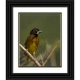 thumbnail image 1 of Williams, Joanne 20x24 Black Ornate Wood Framed with Double Matting Museum Art Print Titled - Kenya Brown-capped weaver bird and nest material, 1 of 4