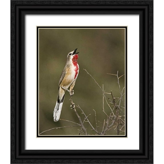 Williams, Joanne 20x24 Black Ornate Wood Framed with Double Matting Museum Art Print Titled - Kenya Singing rosy-patched bushshrike bird