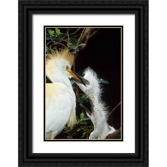 Williams, Joanne 23x32 Black Ornate Wood Framed with Double Matting Museum Art Print Titled - Florida Cattle egret feeds one of its two chicks
