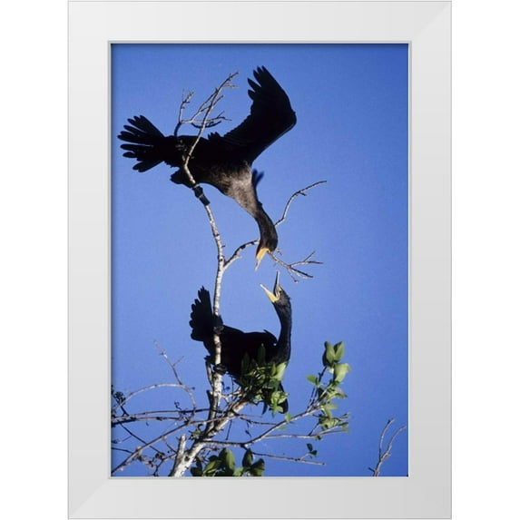 Williams, Joanne 23x32 White Modern Wood Framed Museum Art Print Titled - FL, Double-crested cormorants interact in tree
