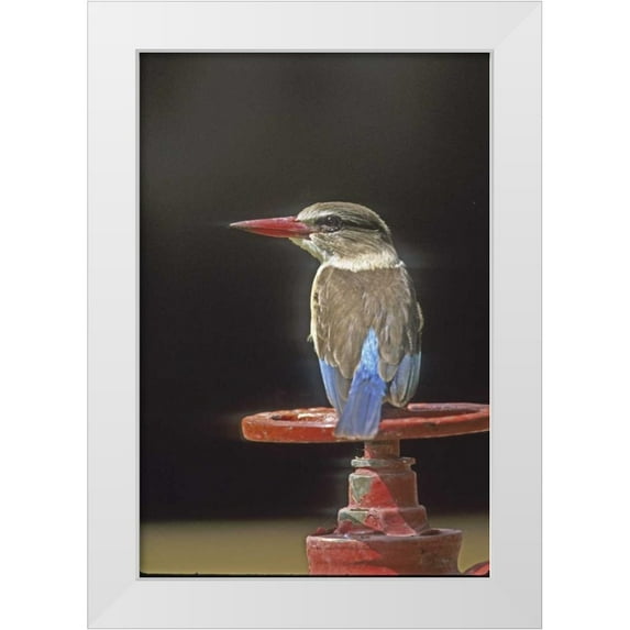 Williams, Joanne 23x32 White Modern Wood Framed Museum Art Print Titled - Kenya Brown-headed kingfisher on a valve wheel