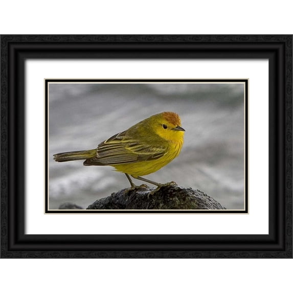 Williams, Joanne 24x17 Black Ornate Wood Framed with Double Matting Museum Art Print Titled - Ecuador, Galapagos Islands Yellow warbler