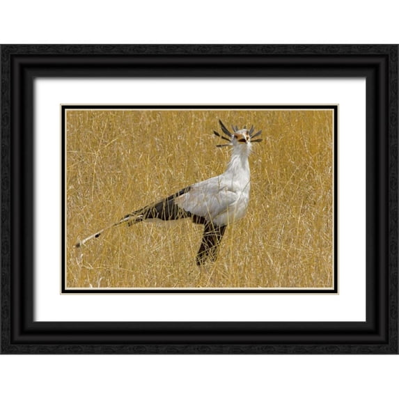 Williams, Joanne 24x17 Black Ornate Wood Framed with Double Matting Museum Art Print Titled - Kenya Secretary bird in tall grass