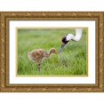 thumbnail image 1 of Williams, Joanne 24x17 Gold Ornate Wood Framed with Double Matting Museum Art Print Titled - FL, Lake Kissimmee Whooping crane feeds chick, 1 of 4
