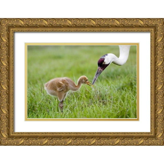 Williams, Joanne 24x17 Gold Ornate Wood Framed with Double Matting Museum Art Print Titled - FL, Lake Kissimmee Whooping crane feeds chick