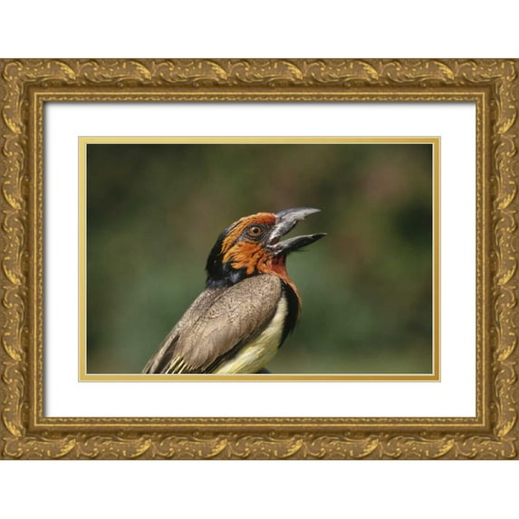 Williams, Joanne 24x17 Gold Ornate Wood Framed with Double Matting Museum Art Print Titled - Zimbabwe Close-up of black-collared barbet