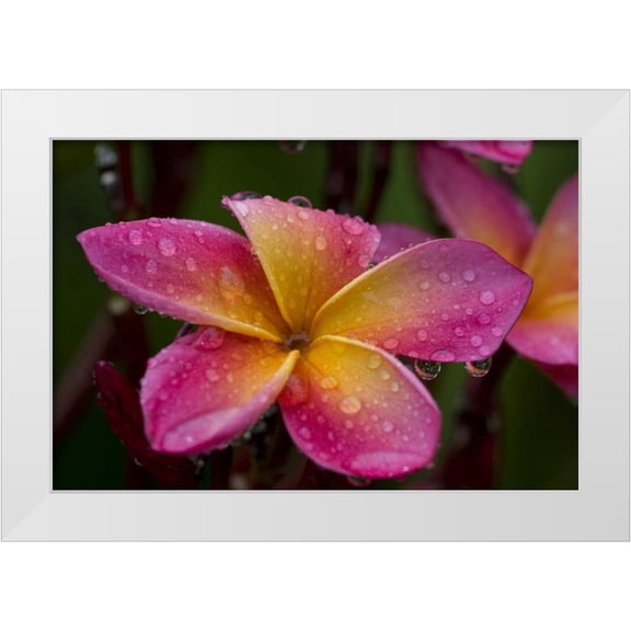 Williams, Joanne 24x17 White Modern Wood Framed Museum Art Print Titled - Ecuador, Napo Wildlife Center Plumeria flower