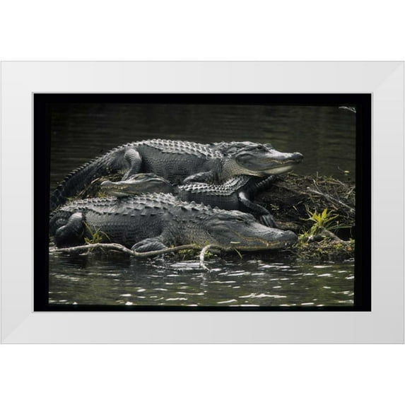 Williams, Joanne 24x17 White Modern Wood Framed Museum Art Print Titled - Florida Alligators rest on island in wetlands